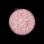 Crushed Gemstone Coarse Powder 75+ 0.5-1 Mm Healing Woodwork Inlay. Fixed Price $7.60.