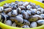 Hopi Striped Pole Bean - Southwest Treasure. Fixed Price $5.75.